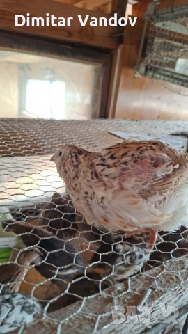 Пъдпъдъци носачки, снимка 3 - други­ - 53870608