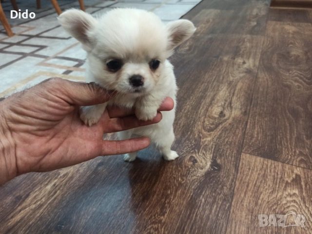 Продавам мъжки и женски чихуахуа , снимка 6 - Чихуахуа - 53564809