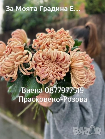 Хризантема разсад за юни месец!!, снимка 11 - Разсади - 54032482