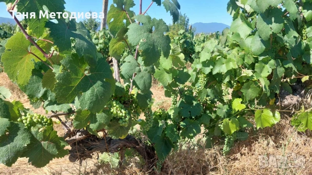 Лозе Червен Карловски Мискет – 2×7.174 дка, плододаващо, 21 реда × 200 м, до кв. Анево – Сопот, снимка 2 - Земеделска земя - 52501810
