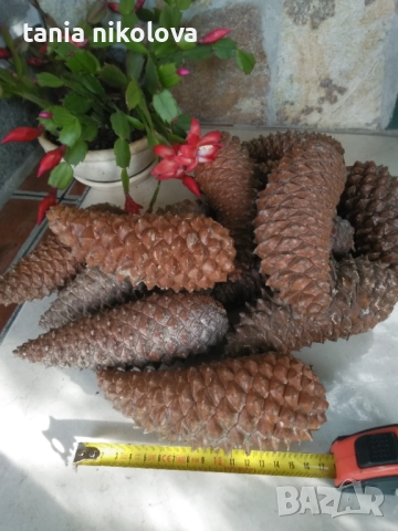 Шишарки  за декорация, снимка 3 - Декорация за дома - 34953712