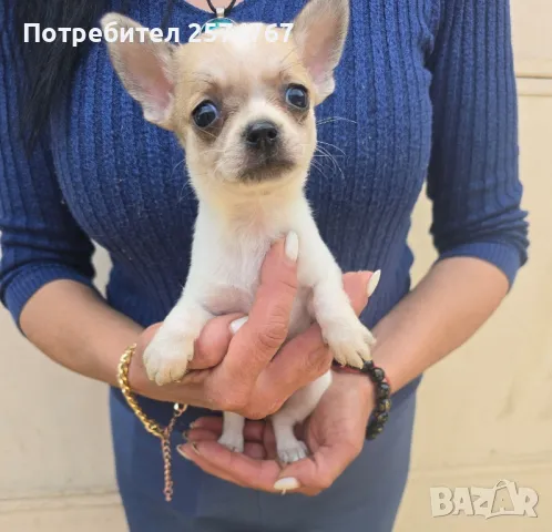 Чихуахуа , снимка 1
