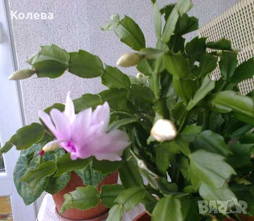 Две коледничета, снимка 9 - Стайни растения - 52273696