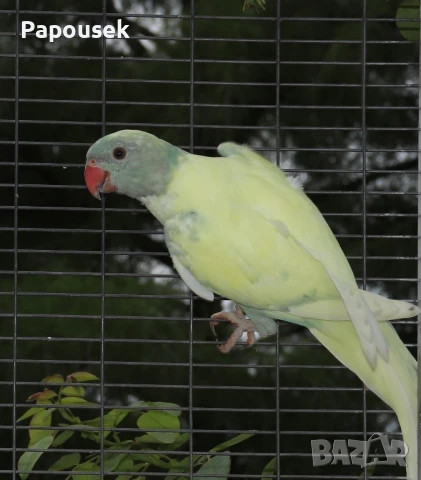 Малки Александри , снимка 9 - Папагали - 50581373