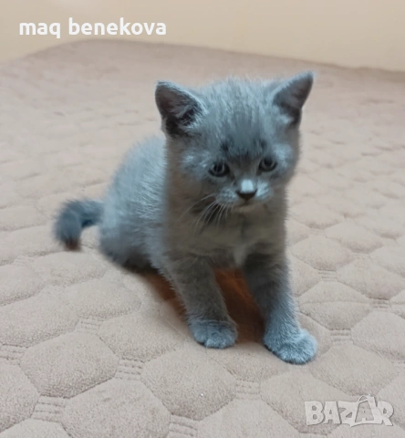  Прекрасни британско и шотландско котета момичета!, снимка 5 - Британска късокосместа - 54007917