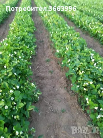 Продавам елитен разсад ягоди и малини , снимка 8 - Разсади - 40037822