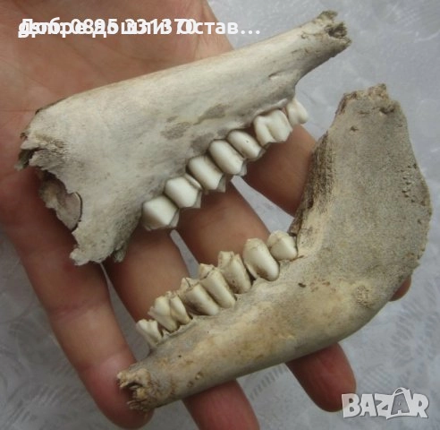 Стари черепи, кости, зъби, челюсти и други кокали от животно за декорация, череп кокал кост , снимка 13 - Други - 42322146