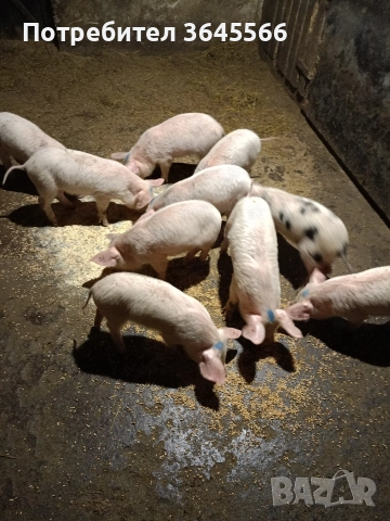 малки прасета, снимка 3 - Прасета - 52900634