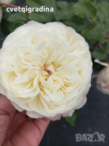 Роза храстовидна-бяла, снимка 3 - Градински цветя и растения - 45842024