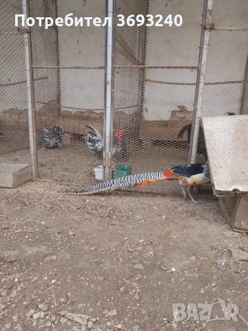 Продавам фазани ., снимка 2 - други­ - 53767080