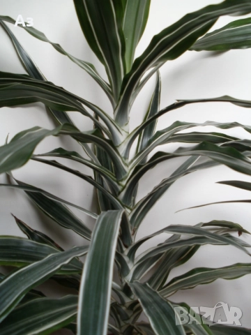 Продавам цветя Драцена – малки, снимка 5 - Стайни растения - 52965267