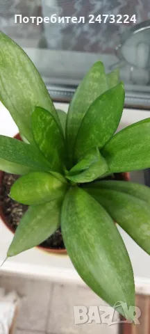 Сансевиери различни и спатифилум , снимка 4 - Стайни растения - 35698631