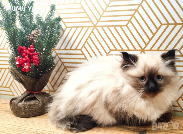 Коте Регдол / Ragdoll , снимка 3 - Други - 51149527