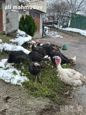 домашни пуйки