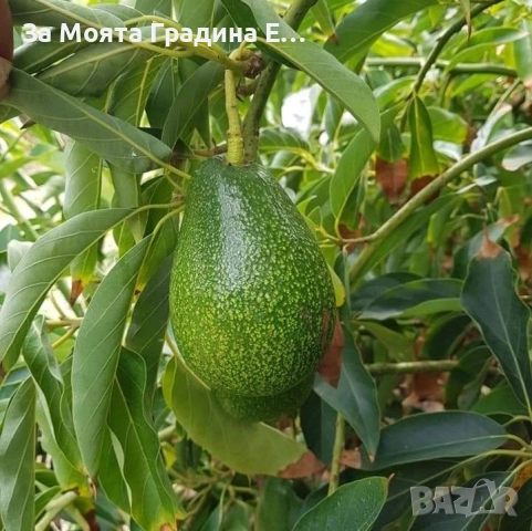 Авокадо разсад , снимка 4 - Градински цветя и растения - 52529785