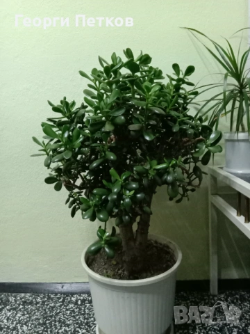 Дървото на живота - Красула.