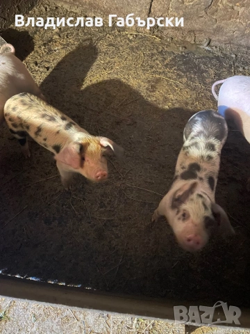 Две прасета едно женско и едно мъжко 