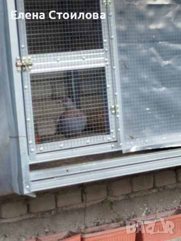 Гугутки и гълъби , снимка 15 - Гълъби - 53829038