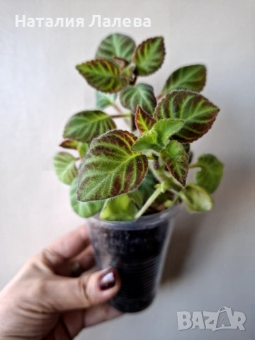 Глоксиния, gloxinia Lindeniana