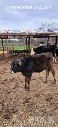 Продавам 2 бр. Телета