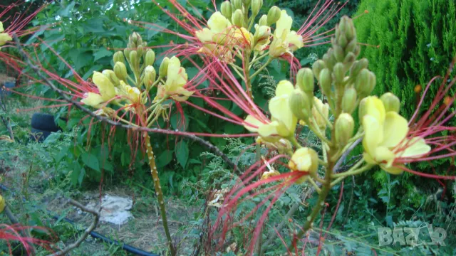 Цезалпиния (Ceasalpinia giliesii), снимка 1 - Градински цветя и растения - 47444027