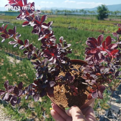 Берберис Атропурпуреа Нана, Berberis th. Atropurpurea Nana, снимка 8 - Градински цветя и растения - 43273571