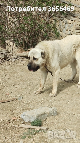 Породисти КАНГАЛИ., снимка 9 - Кангал - 53622874