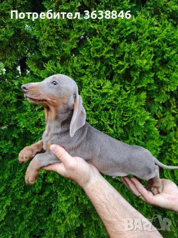 Дакел мини, снимка 2 - Дакели - 51937442