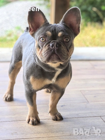 Lilac Tan френски булдог , снимка 5 - Френски булдог - 53437555
