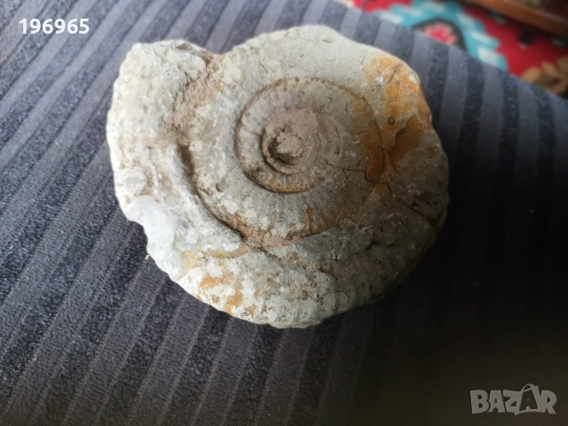 древен каменен фосил , снимка 3 - Колекции - 53220347