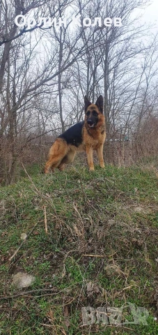 Развъдник за немски овчарки , снимка 3 - Немска овчарка - 52810945