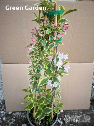 Вайгела, снимка 2 - Градински цветя и растения - 54295865