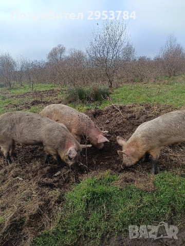 прасета , снимка 2 - Прасета - 52844873