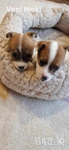 мини Джак Ръсели