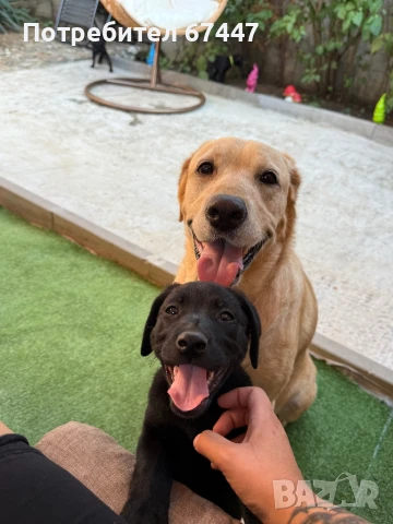 Лабрадор ретривър, снимка 1