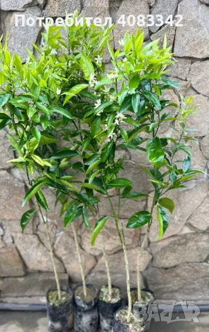 Цитрусови дръвчета, снимка 2 - Градински цветя и растения - 49787560