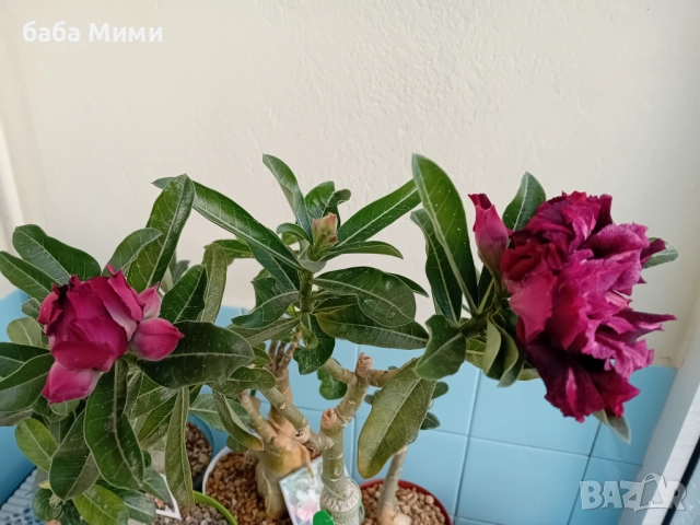 Адениум Андромеда, снимка 3 - Стайни растения - 51693465