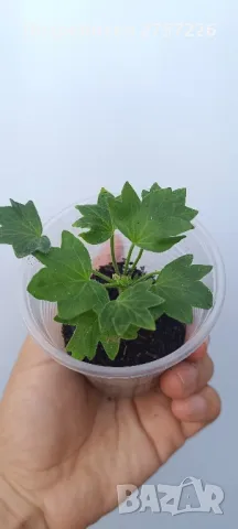 Pelargonium Snowbright, снимка 3 - Стайни растения - 47157809