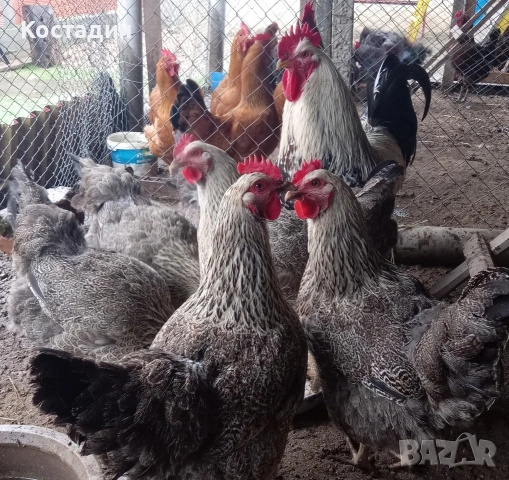 Разподни яйца от катунска кокошка Сребърна линия Разподни яйца от катунска кокошка Сребърна линия , снимка 7 - Кокошки и пуйки - 53273408