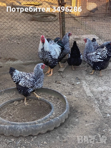 Яйца от Виандот, снимка 3 - други­ - 53771491