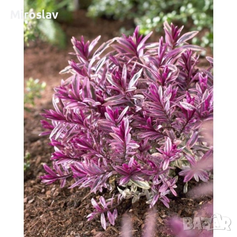 Хебе „Розова Принцеса“ , снимка 3 - Градински цветя и растения - 53878378