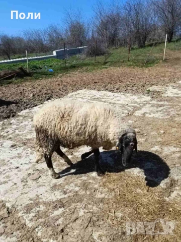 Продавам КОЧ за разплод, селекционен!, снимка 3 - Овце - 53870697