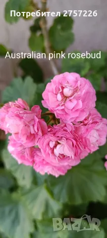 Australian pink rosebud , снимка 1 - Стайни растения - 46681288