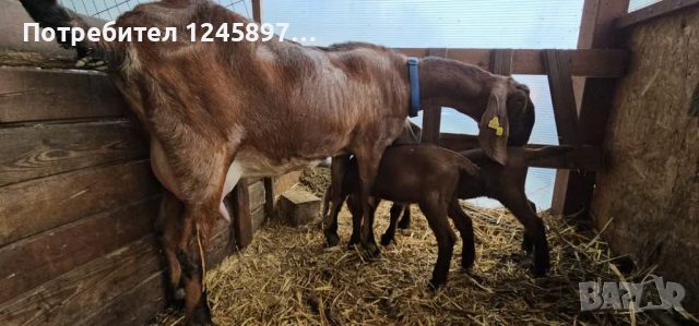 Англо-нубийски пърч, снимка 2 - Кози - 53238343