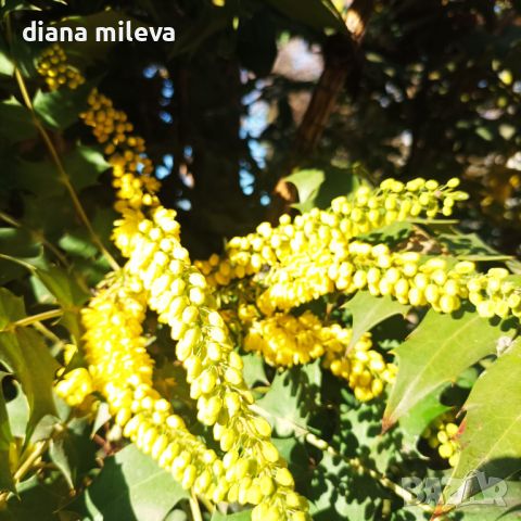 Махония, Mahonia japonica , снимка 9 - Градински цветя и растения - 46368350