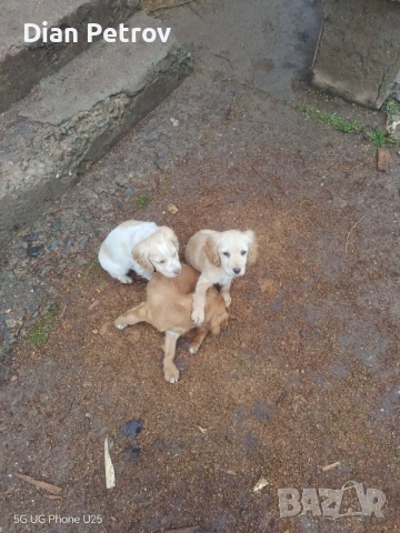 ПРОДАВА СЕ! Кокер шпаньол на 2 месеца.