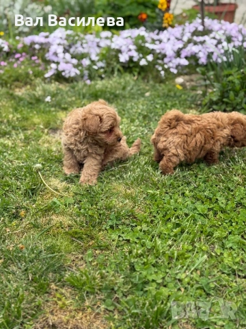 Той пудел / Toy poodle, снимка 6 - Пудели - 54183822