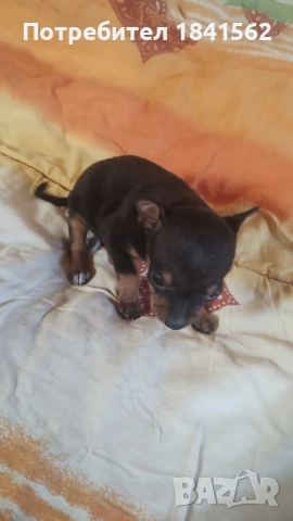 Продават се, снимка 9 - Пинчер - 52944449