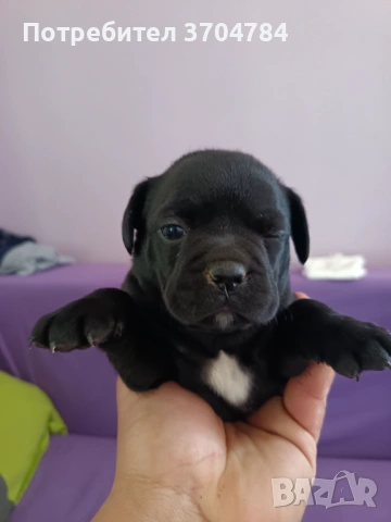 Продавам френски булдочета , снимка 2 - Френски булдог - 53733195