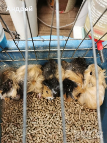 Морски свинчета , снимка 7 - Морски свинчета - 52919769